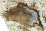 Agatized Fossil Coral Geode - Florida #256510-1